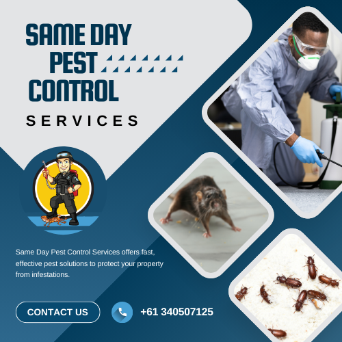 Why Same Day Pest Control in Doreen is Your Best Bet for Rapid Relief
