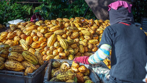 The Majestic and Magical World of Cocoa