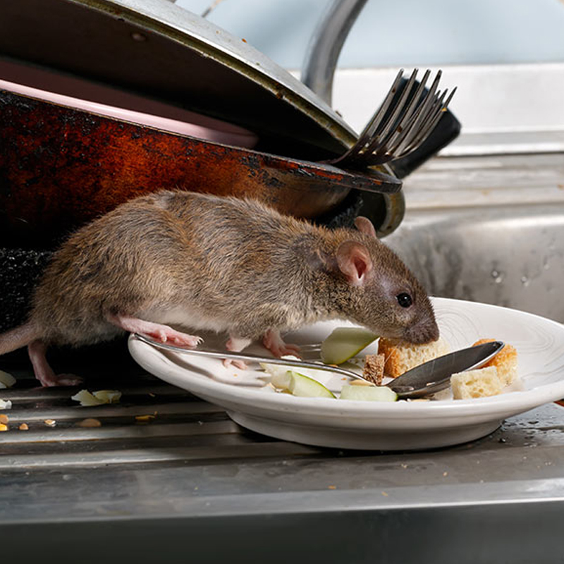 Mice Control Edmonton | Quick & Effective Help