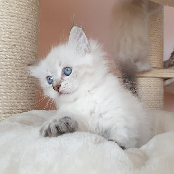 Looking for Purebred Siberian Kittens for sale 