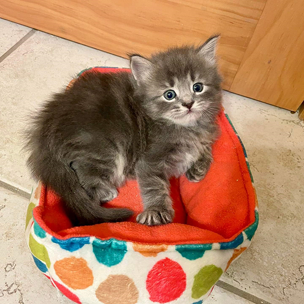 Where to Buy Siberian Kittens