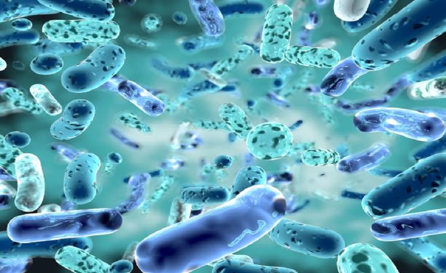 Probiotics Market 2032: A Strategic Analysis of Size, Share, and Future Growth