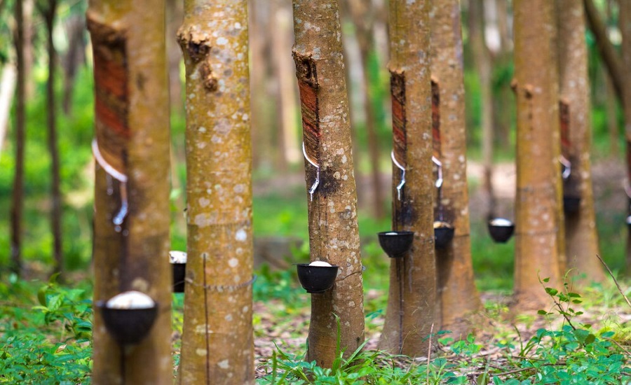 Rubber Process Oil Market Forecast: Regional Dominance and Product Trends Through 2032