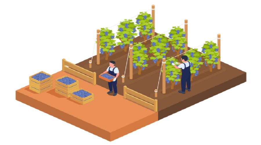 Precision Viticulture Market Revenue Forecast and Emerging Business Models