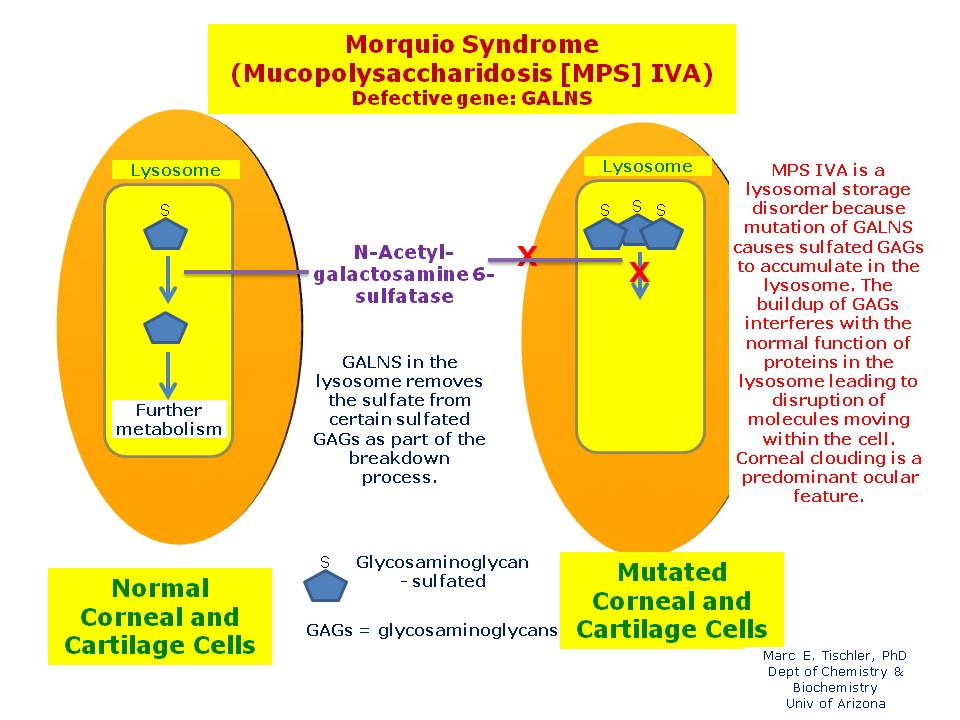 Morquio Syndrome Treatment Market: Innovations in Rare Disease Therapy