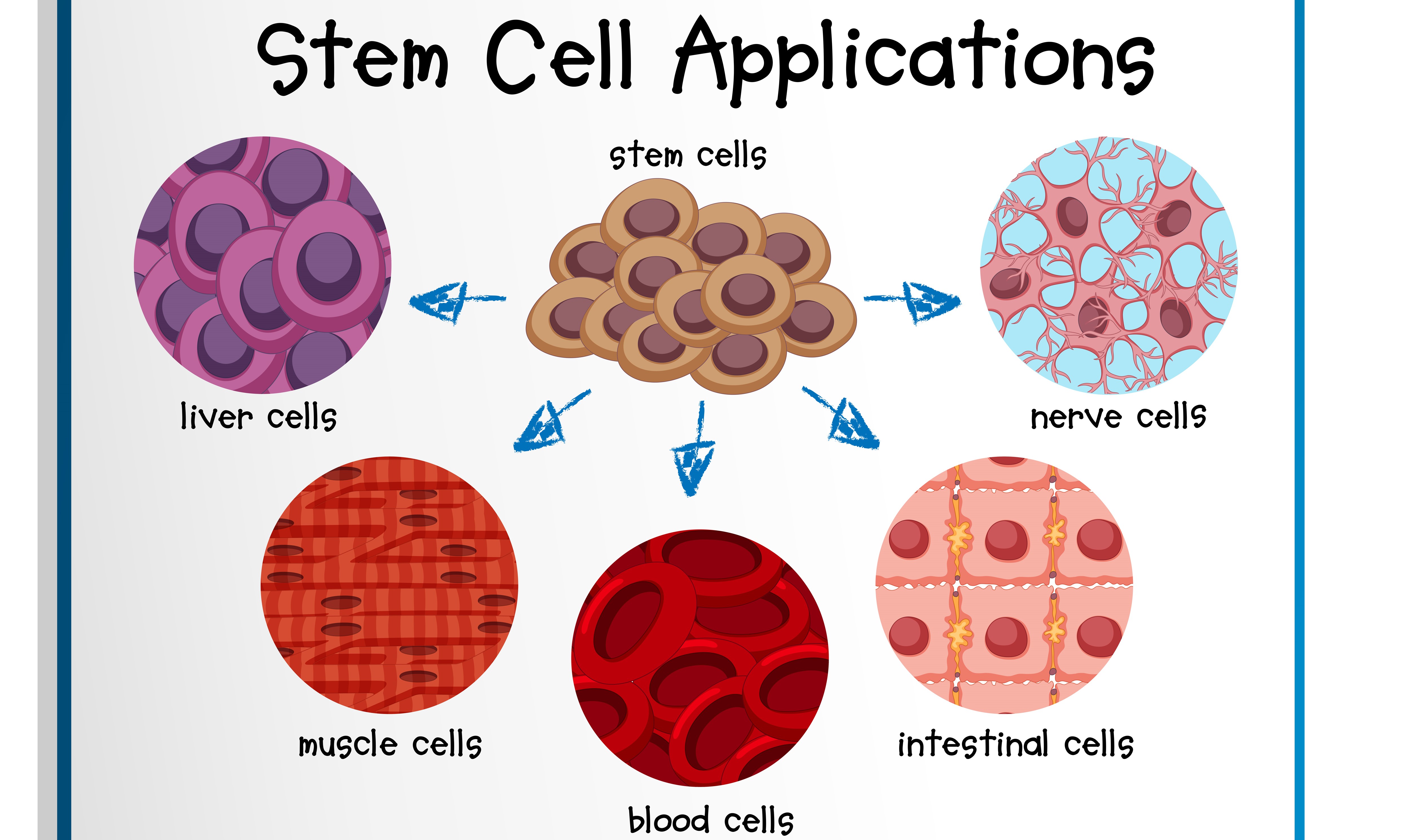 Stem Cell Market: Revolutionizing Regenerative Medicine