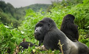 Gorilla Trekking in Rwanda: What Will It Cost You?