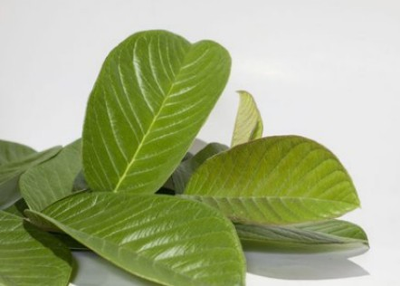 Benefit of Health Tips | Guava Leaf's Tea For Weight Loss