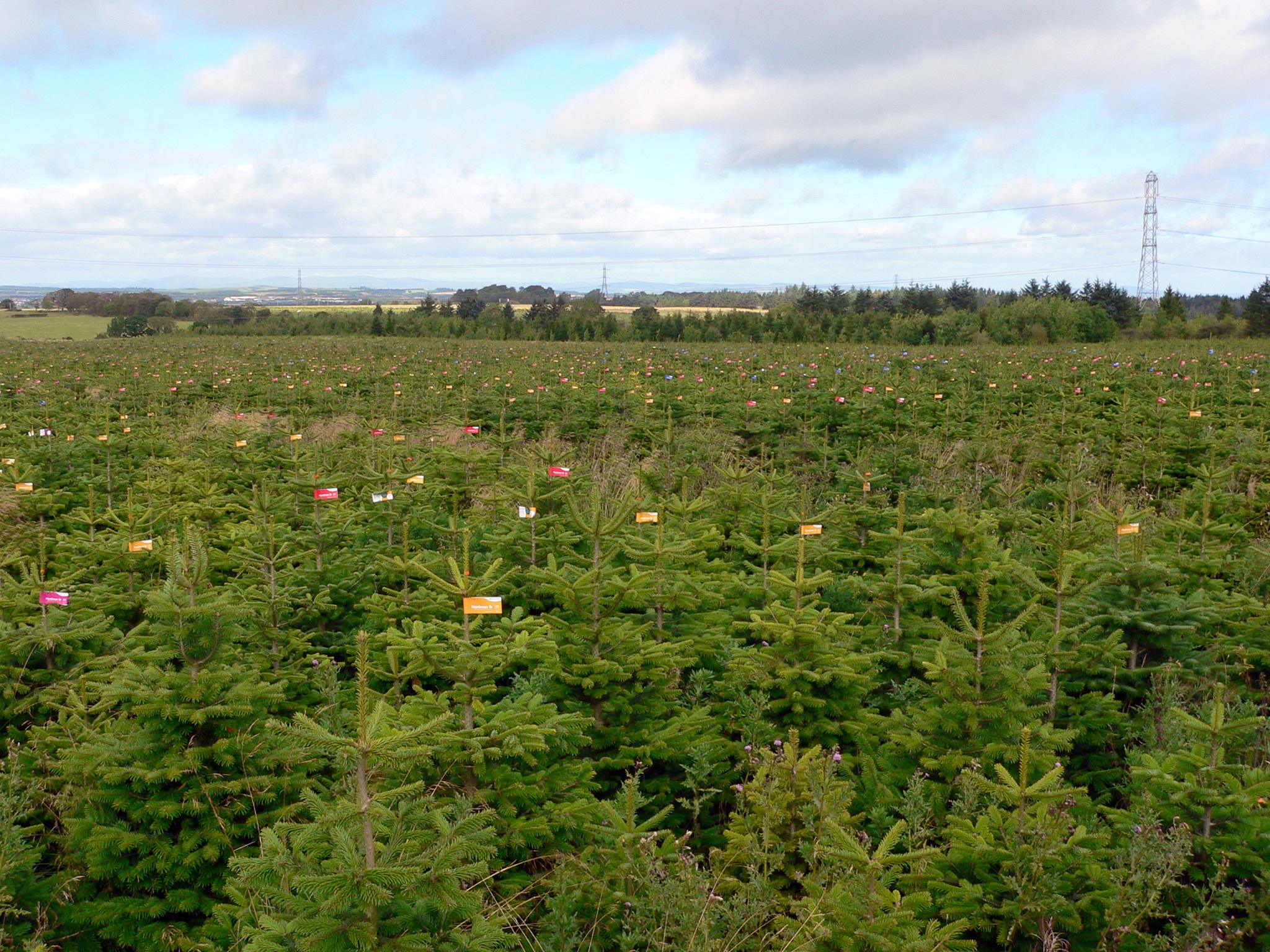 Wholesale Nordmann Fir Christmas Trees: Combining Quality and Sustainability