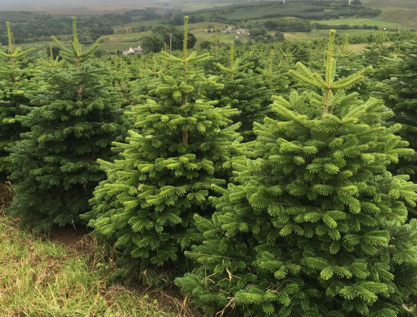 The Rising Demand for Wholesale Natural Christmas Trees