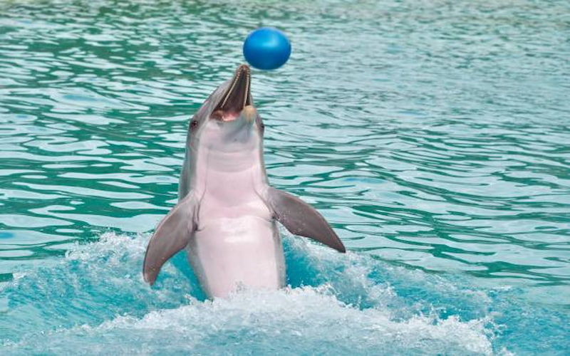 Top Reasons to Visit Dubai Dolphinarium Today
