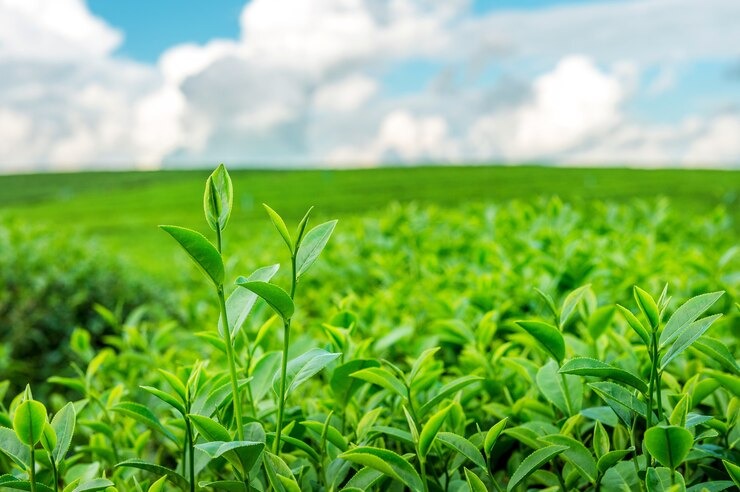5 Easy Ways to Add Green Tea to Your Daily Routine