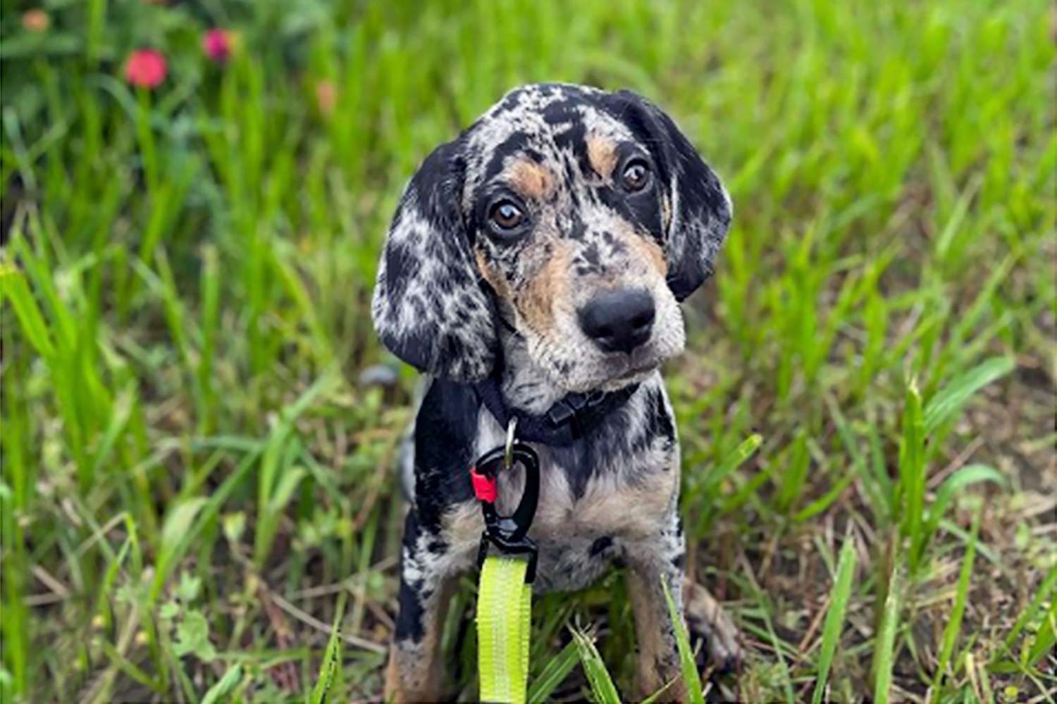 The American Leopard Hound: A Loyal Companion for Emotional Support