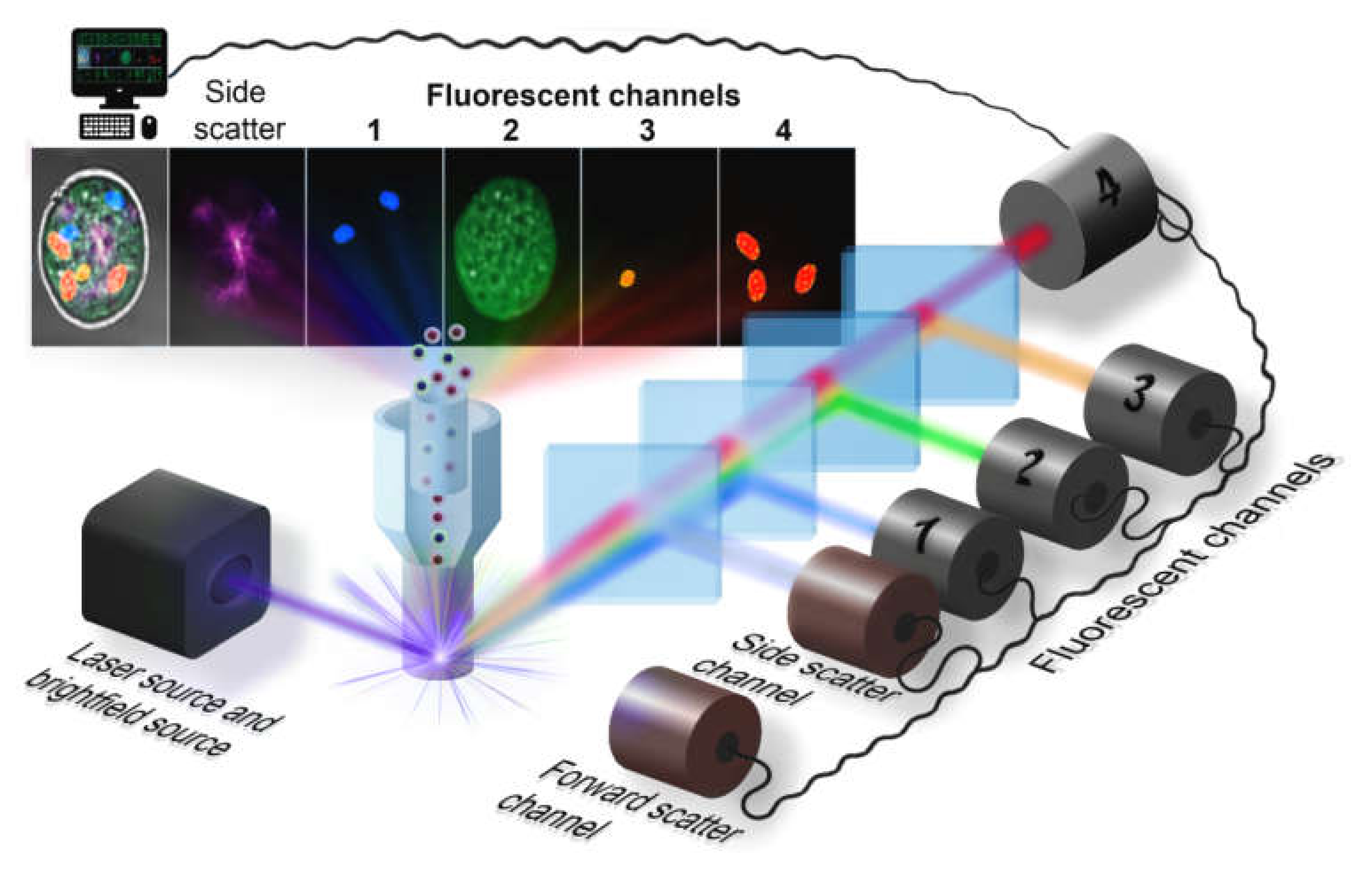 Flow Cytometry is poised to grow from USD 4.25 Billion in 2023 to USD 6.99 Billion by 2031