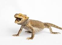Understanding the Behavior of Bearded Dragons