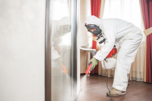 Expert Termite Control Blue Mountains Solutions by Murphy’s Pest Management