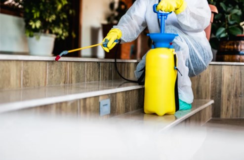 Termite Control Windsor Services by Murphy’s Pest Management Experts Trusted