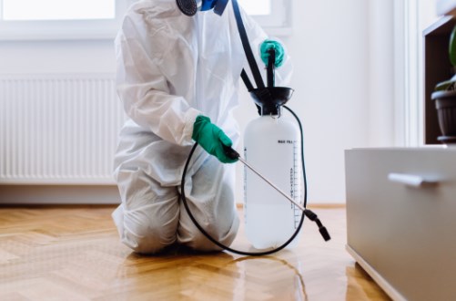 Pest Control Londonderry - Effective Solutions by Murphy’s Pest Management