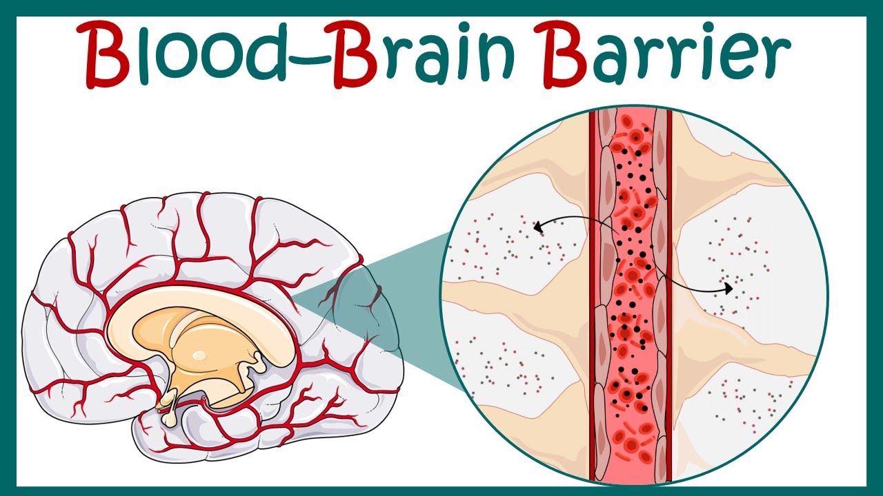 Global Blood Brain Barrier Market Growth Driven by Technological Innovations