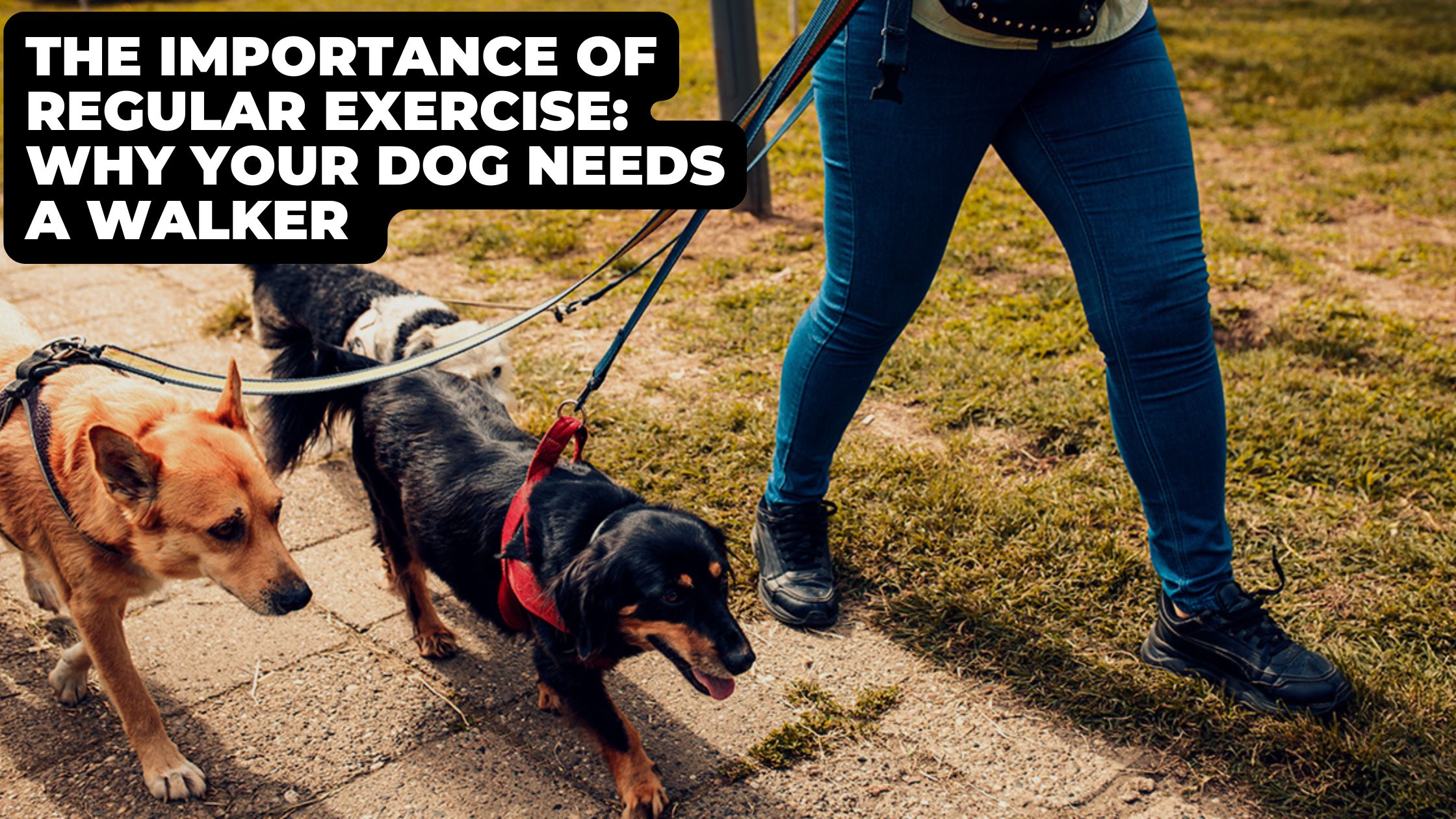The Importance of Regular Exercise: Why Your Dog Needs a Walker in Haslemere