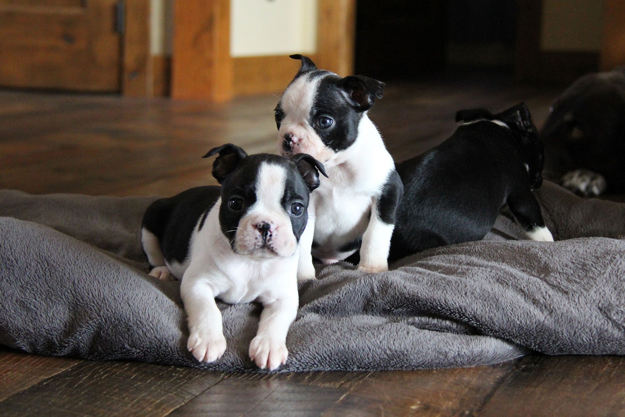 Finding Boston Terrier Puppies for Sale Under $500 Near You: Tips and Advice