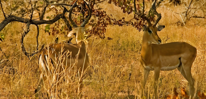  Unveiling the Spirit of Rajasthan: The Ultimate Bishnoi Village Safari Experience
