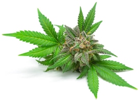 How Long Do Edibles Stay in Your System?