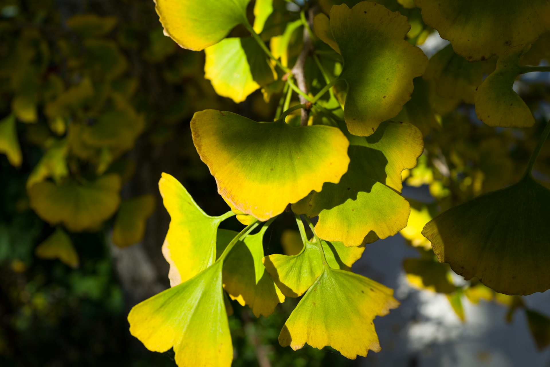 Ginkgo biloba: Der Baum der Gesundheit