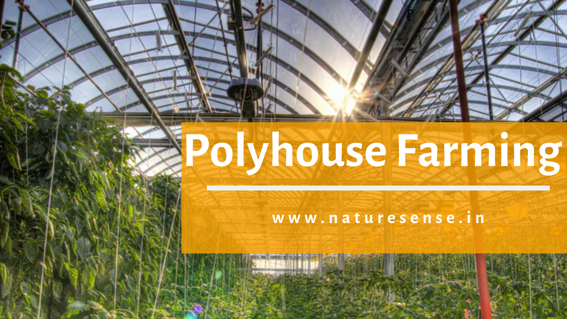 Benefits of Polyhouse Cultivation
