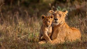 Experience the Untamed Beauty of Kruger National Park Safari