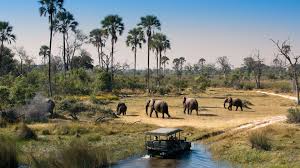 Experience the Best of Africa with Signature Safari’s Botswana Safari Packages