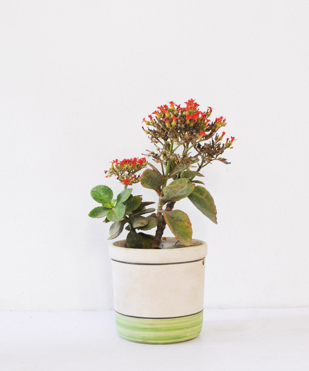 5 Things to Remember While Buying Ceramic Planters Online