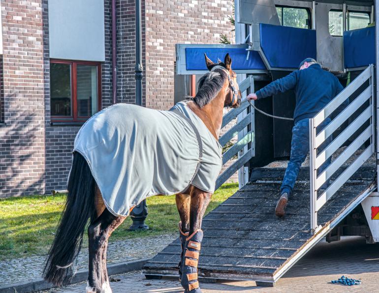 Best Five Reasons You Need Specialized Equine Transportation for Your Next Move