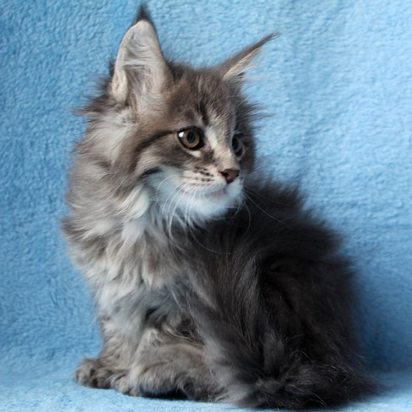 Ragdoll-Kätzchen zu verkaufen – Die perfekte Wahl für Katzenliebhaber