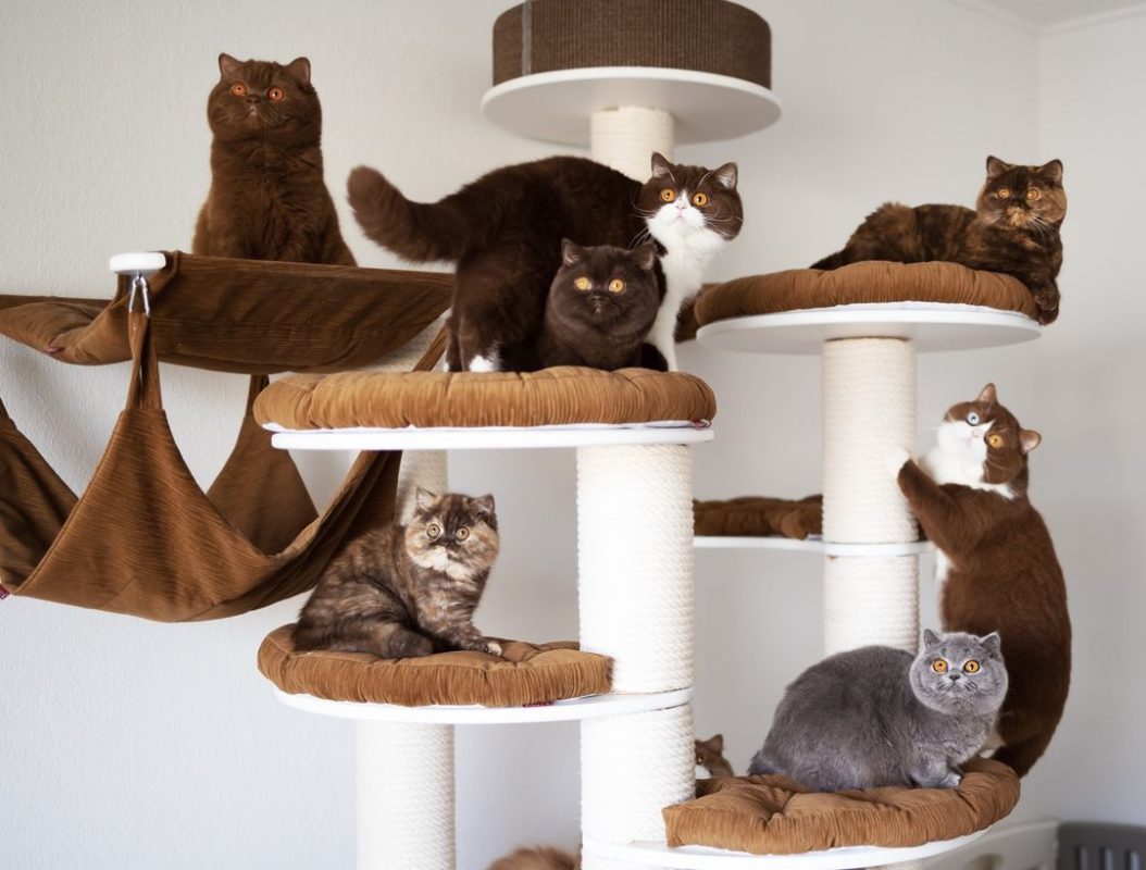 Maine Coon zu verkaufen: Die sanften Riesen der Katzenwelt