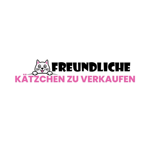 Maine Coon zu verkaufen – Ihr perfekter Begleiter mit Charme und Eleganz