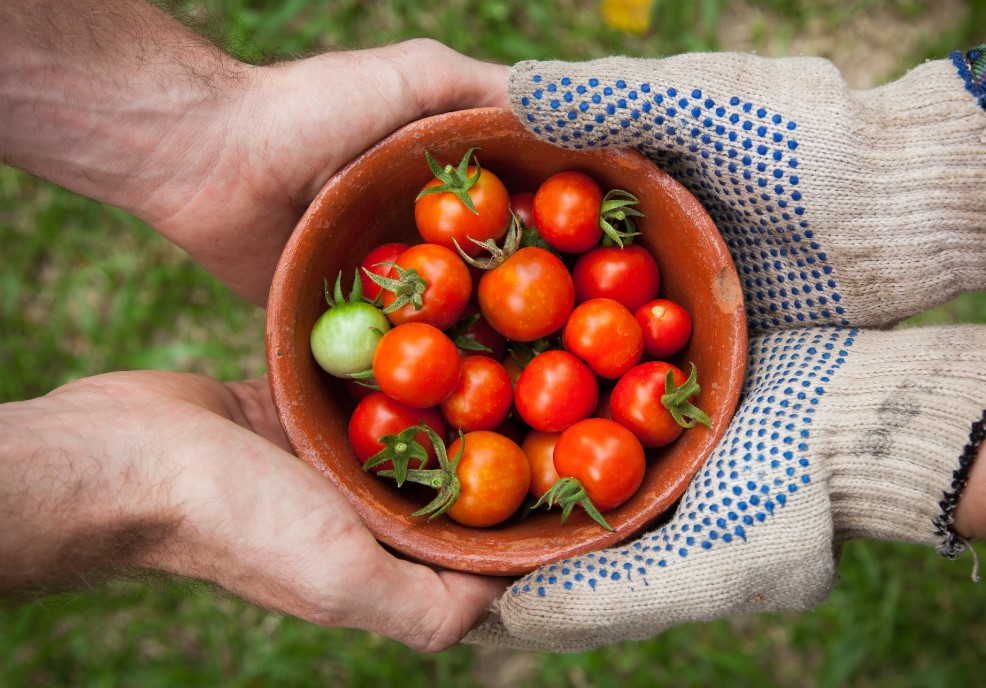 The Best Tips for the Next Generation of Farmers
