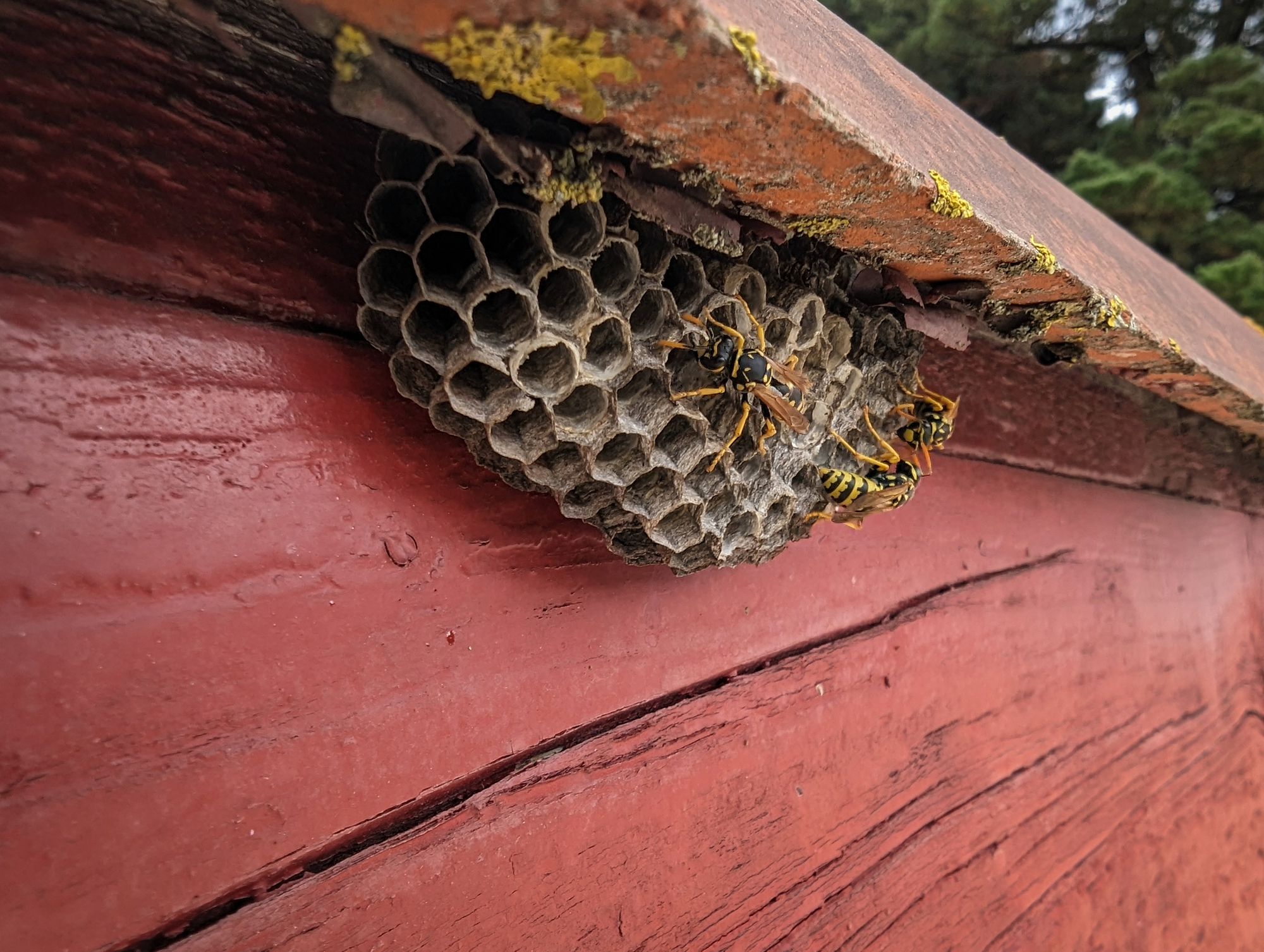 The Importance of Wasp Control in Orange County, California
