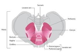 The Importance of your Pelvic Floor Muscles - SRC Health