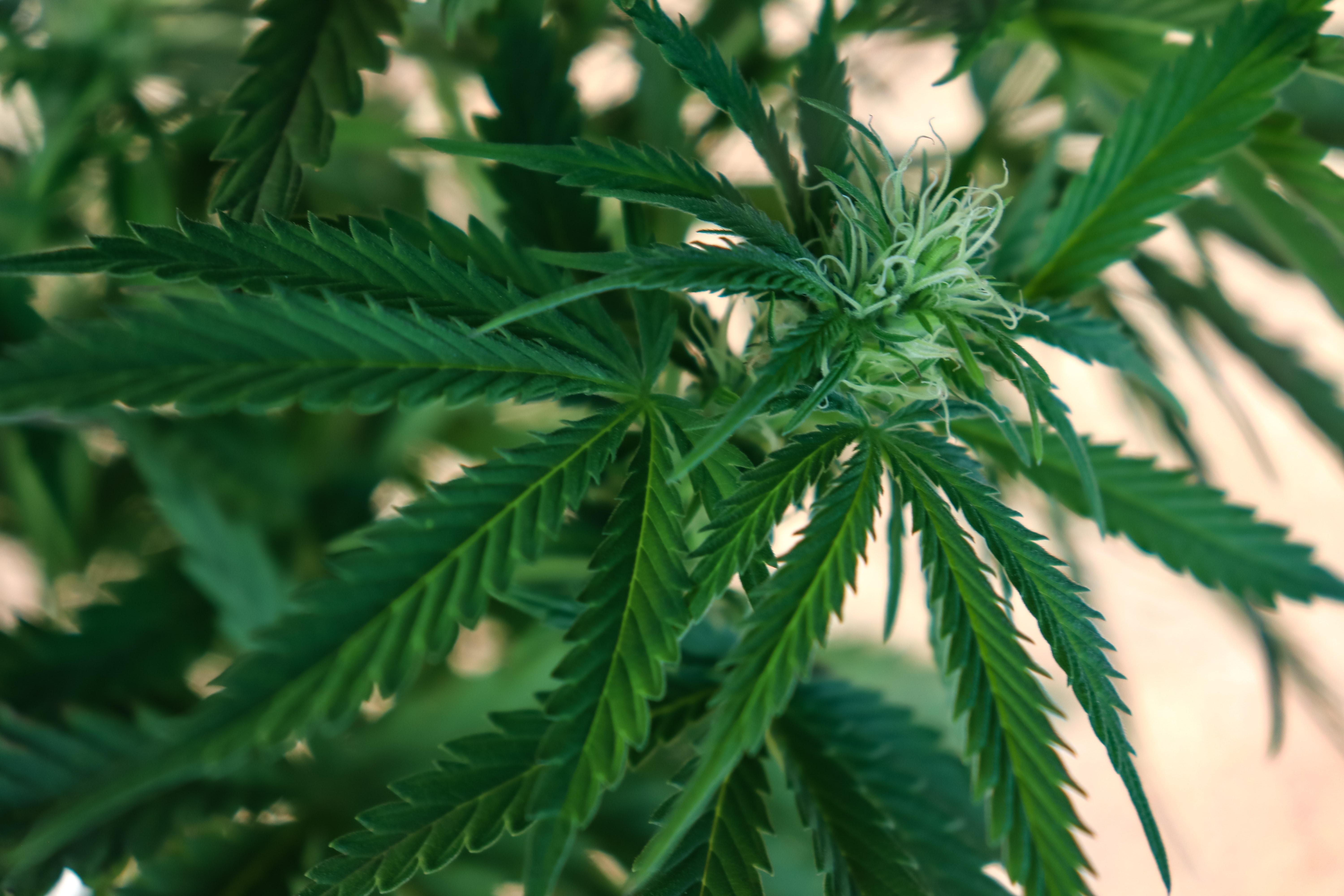 Benefits of Getting a Medical Cannabis Card Online