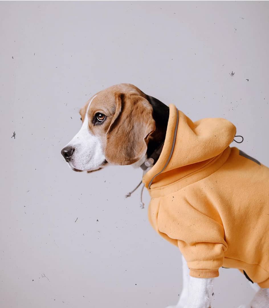 Buy beagle dogs online, beagles puppies for sale, cheap beagles puppies