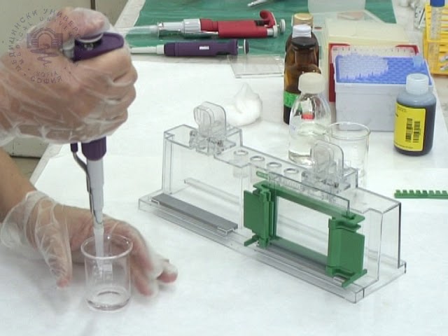 SDS PAGE Electrophoresis: Trends in Protein Research 2025