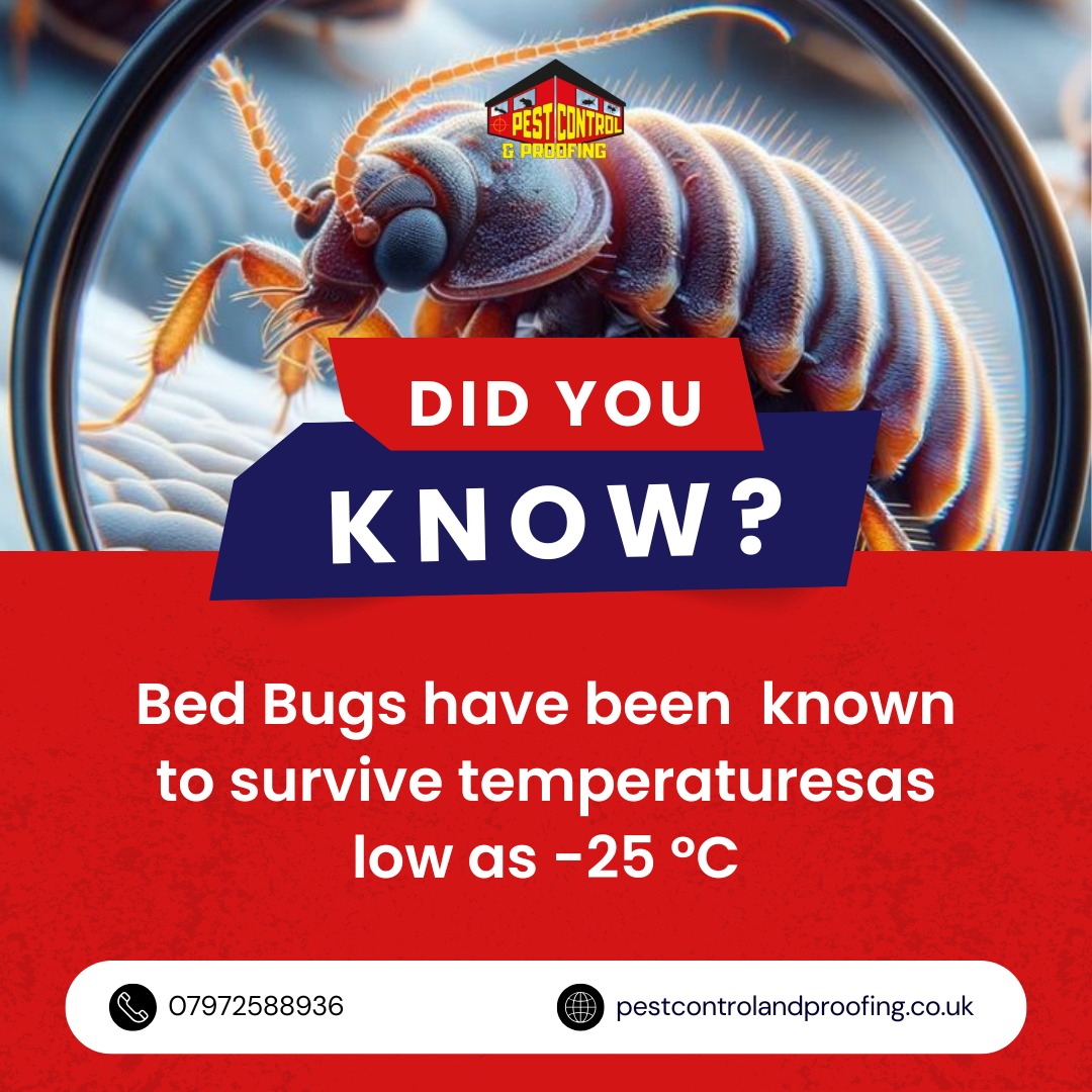 Reliable Pest Control Services in Belfast, Bangor, and Newtownabbey
