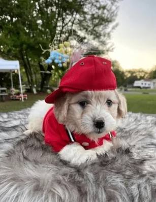 Golden Doodle Puppies in Kissimmee: Your Ultimate Guide