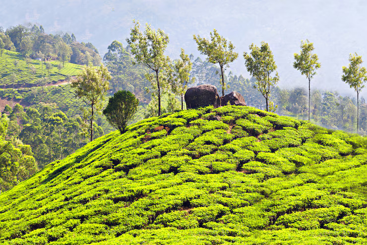 Uncover the Best Munnar Trip Packages for an Amazing Getaway