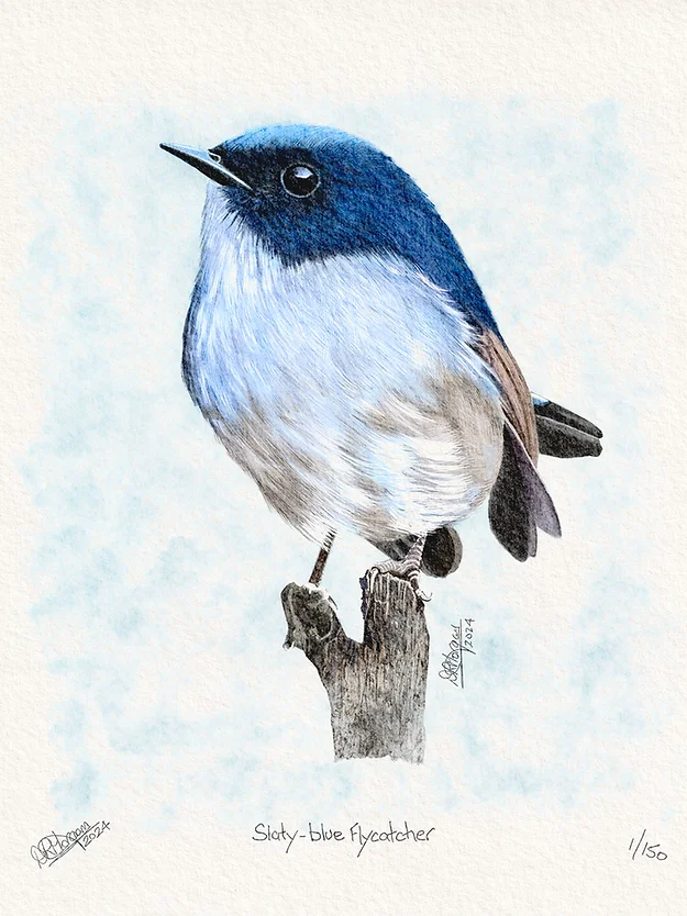 Chubby Pinup Girl Art, Exclusive Limited Edition Prints & The Enchanting Slaty Blue Flycatcher