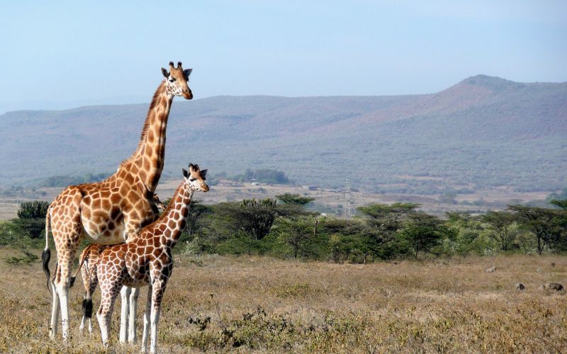 A Complete Kenya Travel Guide for First-Timers