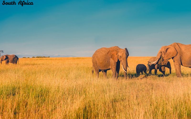 Top Festivals in South Africa Worth Traveling For