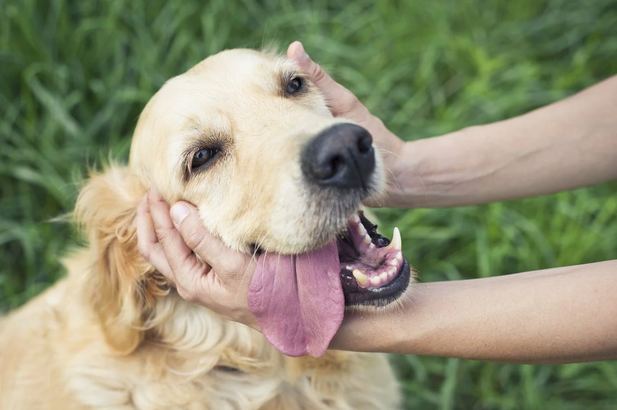How to Prepare for Your New Puppy: What to Consider?