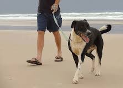 Effective Animal Shelter Fundraising Ideas